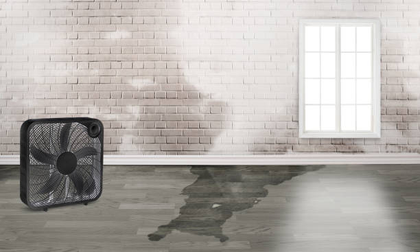 Best Flood damage cleanup  in Hodgkins, IL