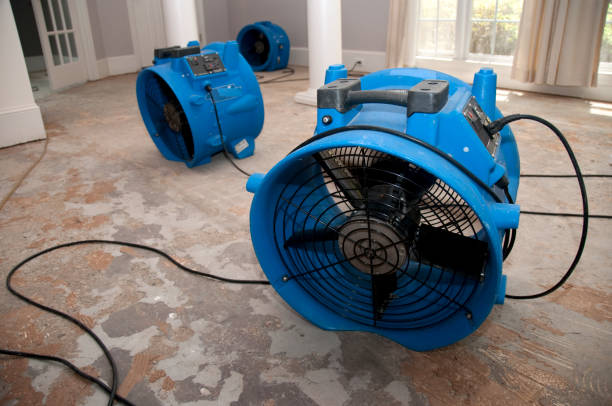 Best Mold removal after water damage  in Hodgkins, IL
